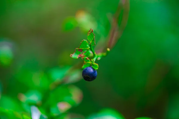 Vista Cercana Baya Silvestre Sobre Fondo Verde Borroso — Foto de Stock