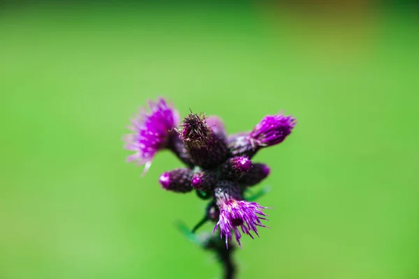 Flores Tiernas Sobre Fondo Borroso Natural — Foto de Stock