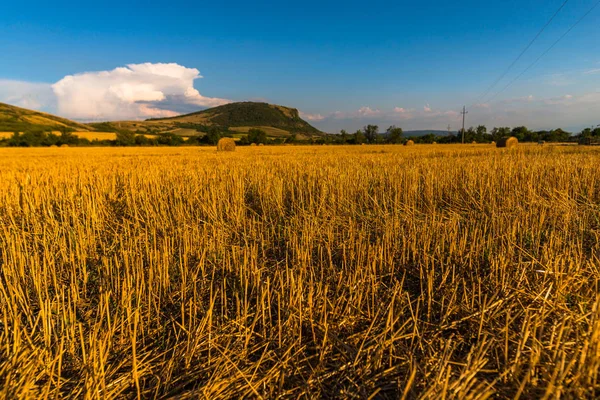 Пшеничне Поле Стопами Сіна — стокове фото