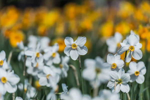 Fleurs Tendres Sur Fond Flou Naturel — Photo