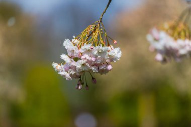 kiraz çiçek çiçekler ağaç dalı 