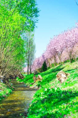 İlkbaharda çiçek açan sakura ağaçları ile Bahçe