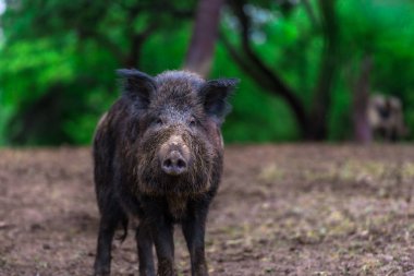 Yabani domuz yavrusu ormanda otlatma