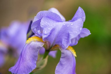 iris çiçeği görünümünü kapat