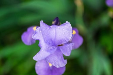 iris çiçeği görünümünü kapat