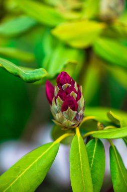 Doğal bulanık arka planda ihale çiçekler