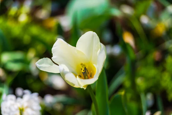 Zarte Blumen Auf Natürlich Verschwommenem Hintergrund — Stockfoto