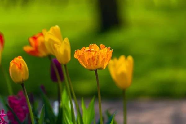 Frische Frühlingstulpen Blühen Feld — Stockfoto