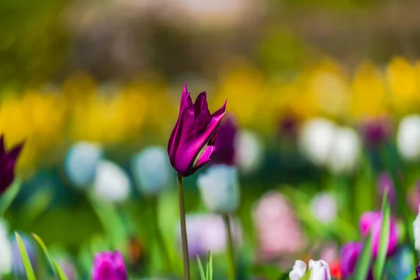 growing spring tulips flowers, purple tulip on foreground