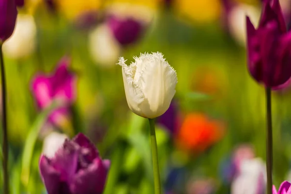 Красочные Весенние Цветы Тюльпанов Парке — стоковое фото