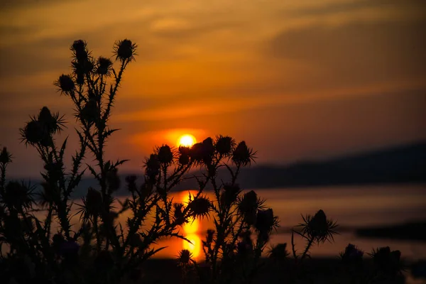Majestätischer Orange Roter Sonnenaufgangshimmel See Und Wachsende Pflanzen Vordergrund — Stockfoto