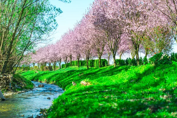 桜の花の咲く公園内流れ木と青い川 — ストック写真
