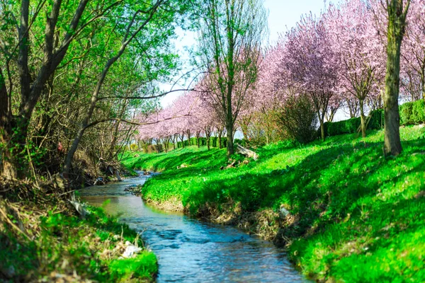 Zahrada Kvetoucí Sakura Stromy Jaře — Stock fotografie