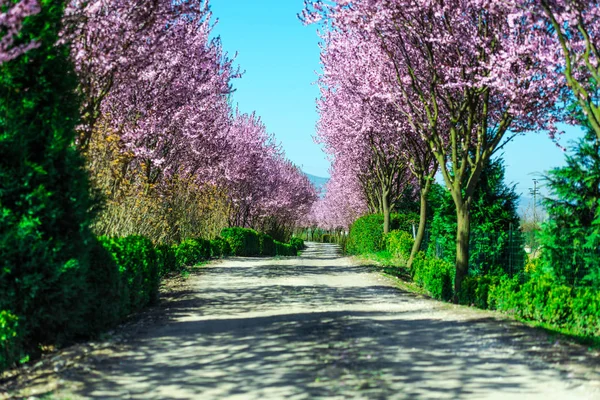 Lkbaharda Çiçek Açan Sakura Ağaçları Ile Taze Bahçe — Stok fotoğraf