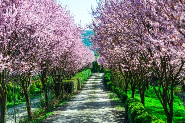 Fresh Garden Blooming Sakura Trees Spring — Stock Photo, Image
