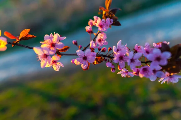 Blossoming Cherry Flowers Tree Branches — Stock Photo, Image