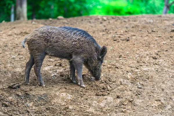 Cerdos Salvajes Pastando Bosque — Foto de Stock