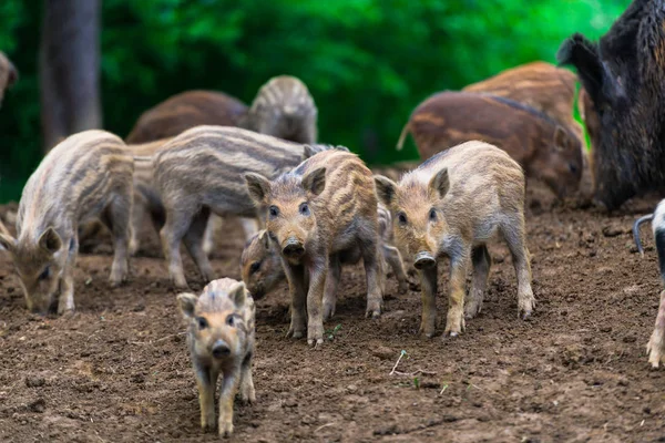 Cute Boars Grazing Meadow Forest — Stock Photo, Image