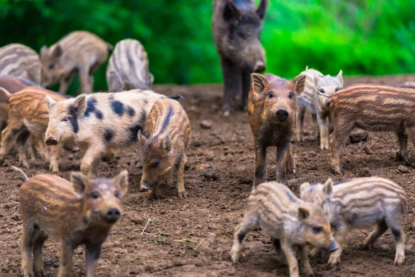 Cute Wild Pigs Piglets Grazing Forest — Stock Photo, Image