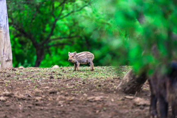 Wild Piglet Grazing Forest — Stock Photo, Image