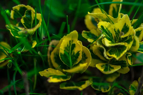 Tedere Bloemen Natuurlijke Wazige Achtergrond — Stockfoto