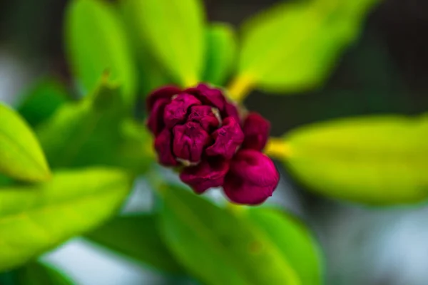 Ömma Blommor Naturlig Suddig Bakgrund — Stockfoto