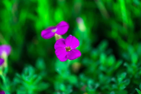 Tender Flowers Natural Blurred Background — Stock Photo, Image