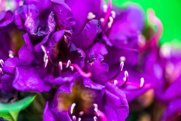 Flores Macias Fundo Desfocado Natural — Fotografia de Stock