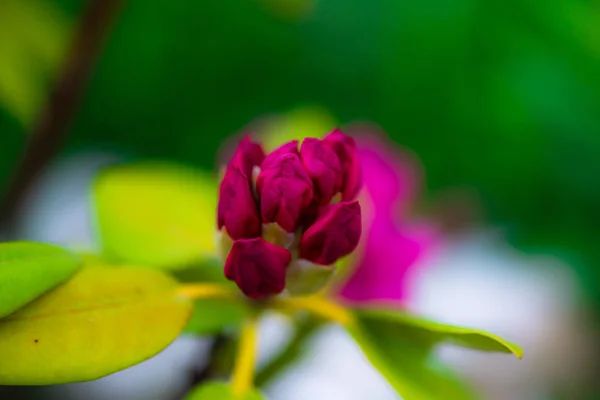 Ніжні Квіти Природному Розмитому Фоні — стокове фото