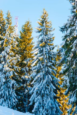 Karla kaplı ağaçlarla kaplı kış ormanı 
