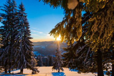 kar köknar ağaçları kış sezonu, günbatımı gökyüzü güneş ile kaplı 