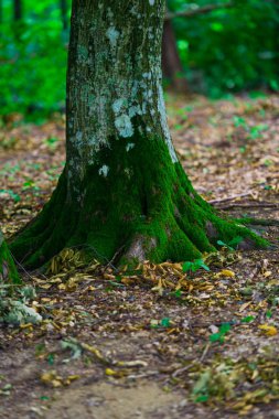 Ormanda Mossy ağaçlar gövdeleri