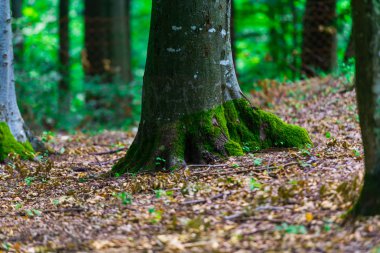 Ormanda Mossy ağaçlar gövdeleri