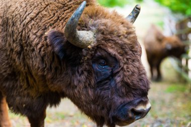 Ormanda büyük Bufallo otlatma