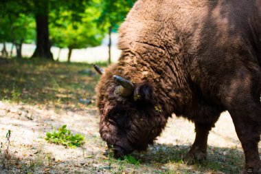 Ormanda büyük Bufallo otlatma