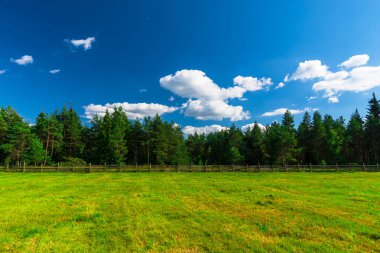 Arka planda beyaz bulutlar ile ağaçlar ve mavi gökyüzü ile yaz alanı