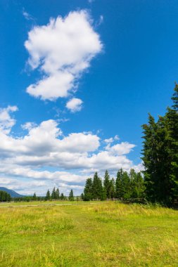 Arka planda beyaz bulutlar ile ağaçlar ve mavi gökyüzü ile yaz alanı