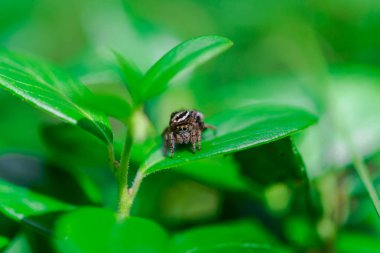 Yemyeşil çalılıklarda oturan küçük örümcek 