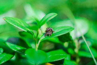 Yemyeşil çalılıklarda oturan küçük örümcek 