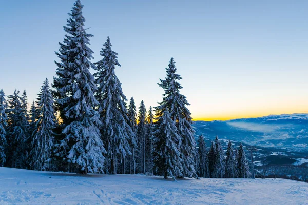 Bosque Invierno Con Árboles Cubiertos Nieve Puesta Sol — Foto de Stock