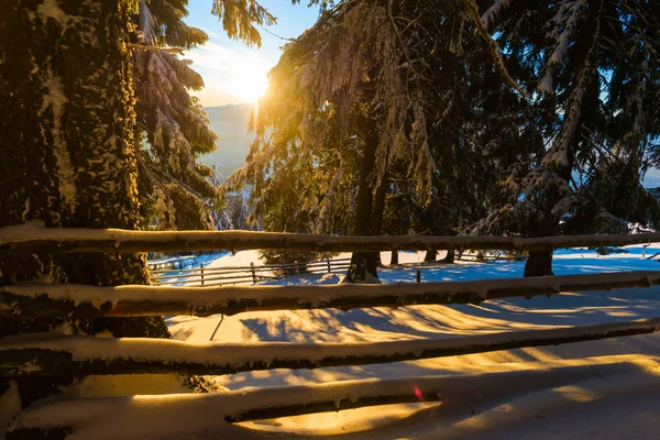 Zasněžené Stromy Zimní Sezóně Dřevěný Plot — Stock fotografie