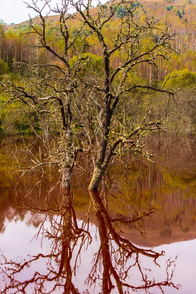 Lago Contaminado Tóxico Marrón Con Árboles Crecimiento Agua — Foto de Stock