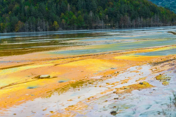 Cianuro Tóxico Contaminado Agua Del Lago Químico Árboles Crecimiento Bosque — Foto de Stock