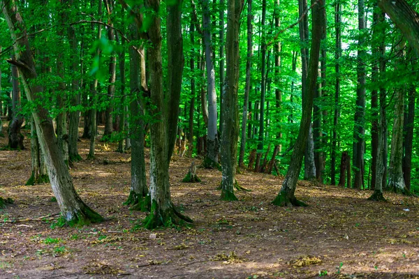 背の高い木々 と緑の森 — ストック写真