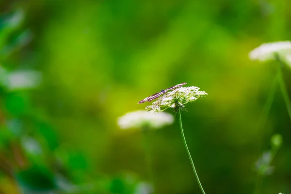 Bitki Üzerinde Oturan Küçük Kelebek — Stok fotoğraf