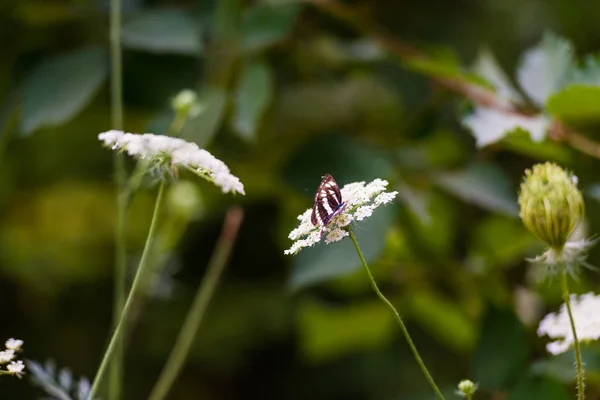 Petit Papillon Assis Sur Plante — Photo