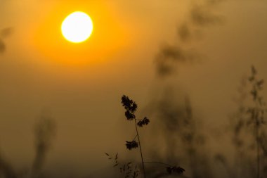 turuncu günbatımı gökyüzü güneş ve ön plan üzerinde çiçek bitkiler ile 