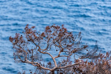 Gökyüzü arka plan üzerinde kayalar üzerinde Ağaçlar