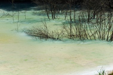 gri toksik göl ve büyüyen kuru bitkiler