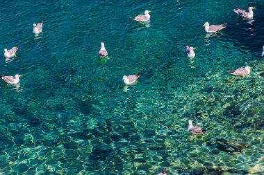 Martılar içinde deniz suyu yaz sezonu temizleyin. 
